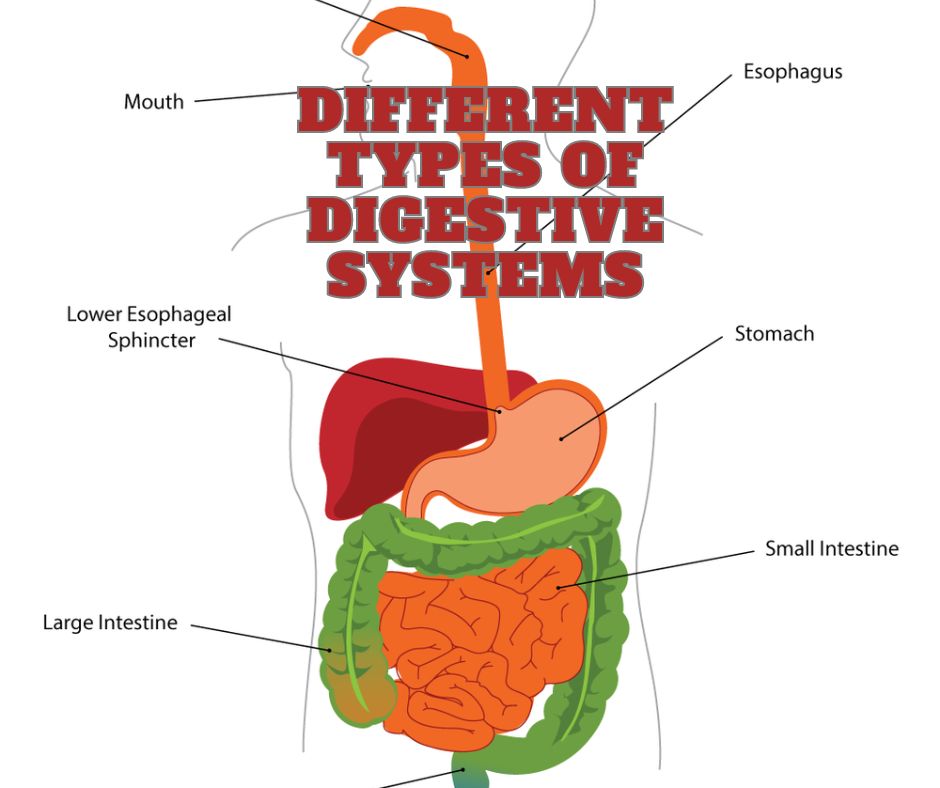 A Comprehensive Guide To Different Types Of Digestive Systems 
